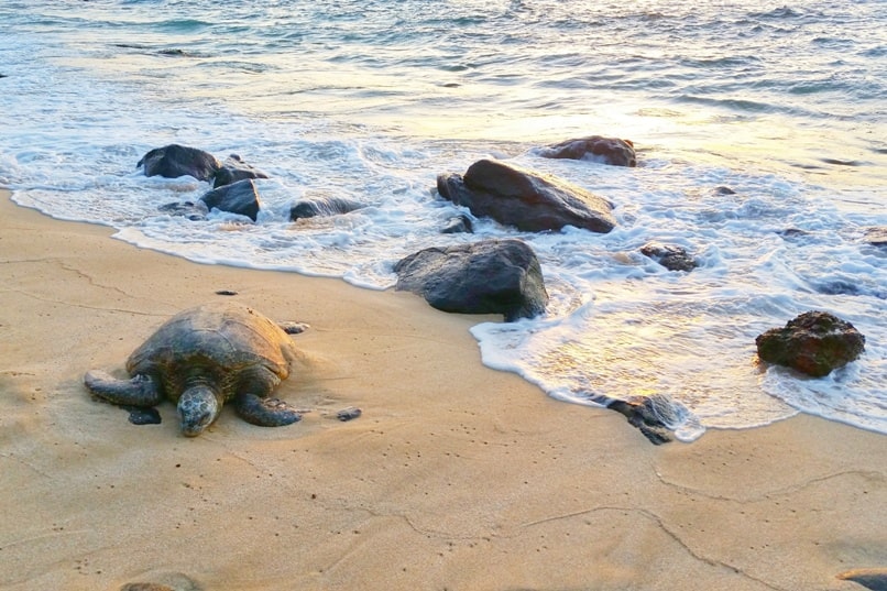2 weeks in Oahu Hawaii itinerary - 11 days in Oahu - free things to do. laniakea beach, to see turtle beach. north shore. Oahu on a budget without a car. Hawaii travel blog