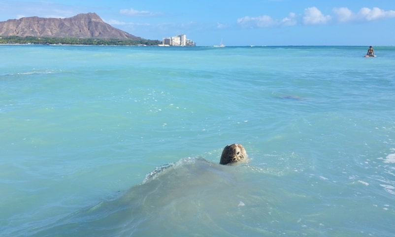 2 weeks in Oahu Hawaii itinerary - free things to do. where to see turtles. Oahu on a budget without a car. Hawaii travel blog