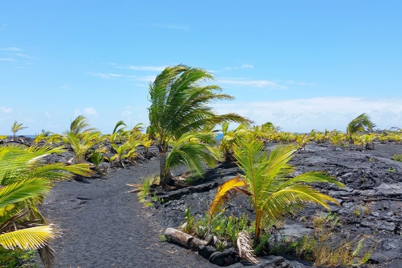 Airbnb in Puna Hawaii, in kalapana. best things to do in puna - kalapana to kaimu black sand beach trail. Where to stay on the Big Island. Hawaii travel blog