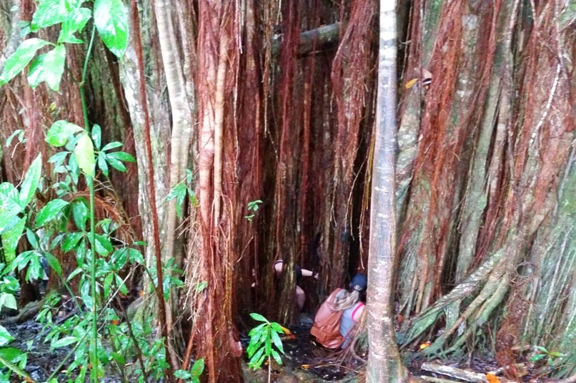 Hawaii state parks on the Big Island - Akaka Falls state park waterfalls, hiking trail, nature path. Places to visit on Big Island. Hawaii travel blog