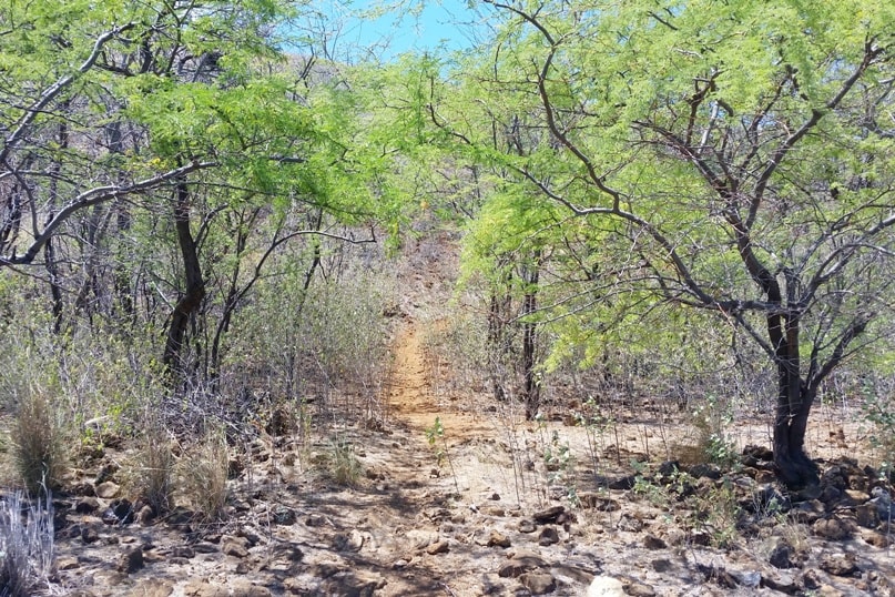 Puu Kuili hike - how to get there. walk to start of trailhead. Big Island Hawaii travel blog
