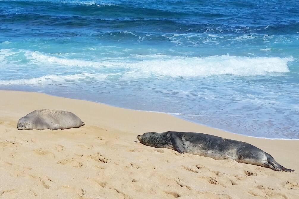 Hookipa Beach to see seals. Where to see Hawaiian monk seals in Maui Hawaii. Best beaches in Maui. Hawaii travel blog