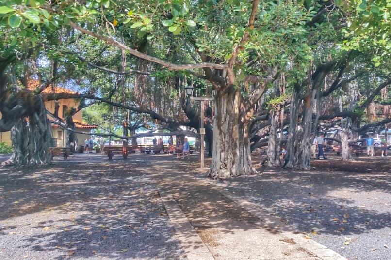 Best things to do in Maui Hawaii: lahaina banyan tree, court park. Maui Hawaii travel blog