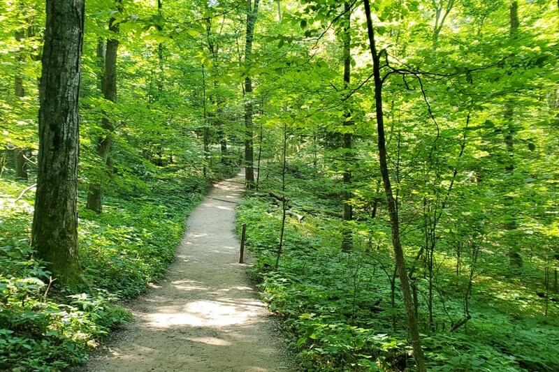 Sleeping Bear Dunes hikes: forest hike on Empire Bluff Trail. Michigan hiking trails. Northern Michigan travel blog
