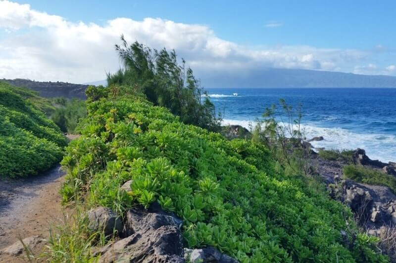 Kapalua Coastal Trail: best hikes in kapalua. in west maui. hawaii travel blog