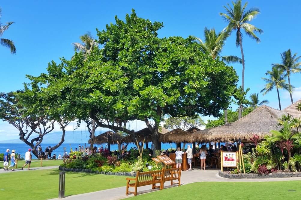 Things to do in West Maui: hula grill beachfront restaurant with ocean views. things to do in kaanapali. hawaii travel blog
