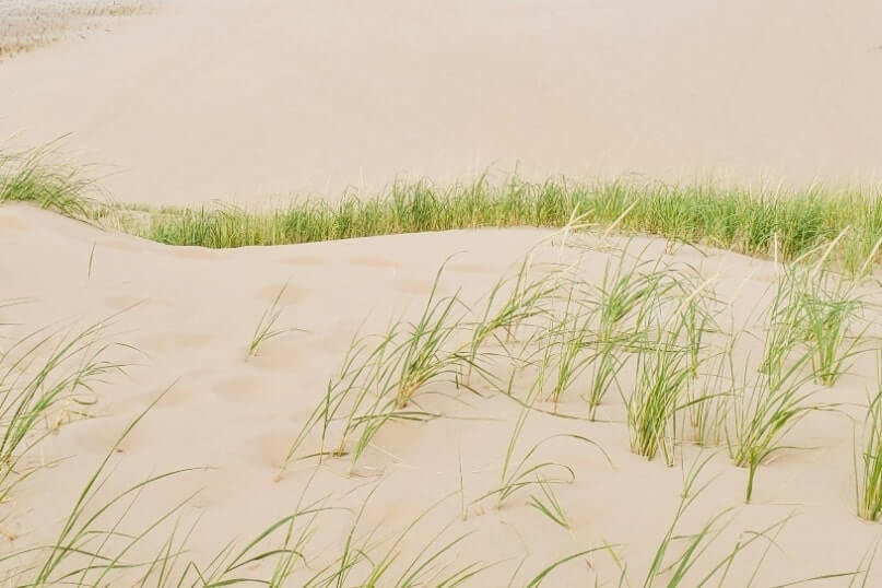 Michigan sand dunes. Things to do in Sleeping Bear Dunes: see dune grass. michigan travel blog