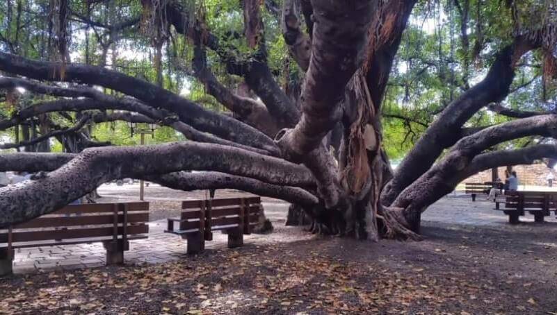 lahaina banyan tree near lahaina cruise port. can you walk around lahaina cruise port. things to do near lahaina cruise port