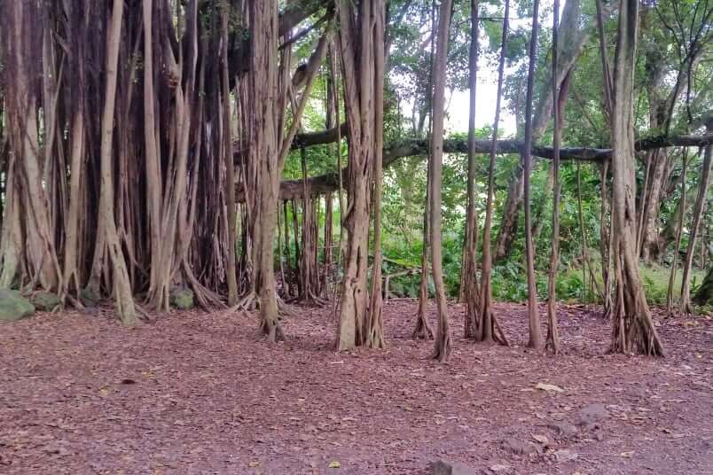Kuloa Point trail to oheo pools. seven sacred falls hike. kipahulu banyan tree, haleakala national park. maui hawaii travel blog
