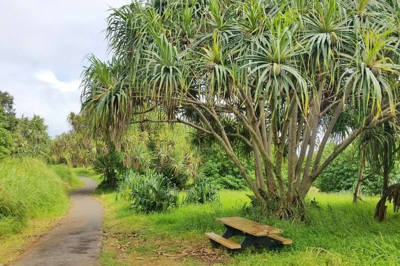 Kuloa Point trail to oheo pools. seven sacred falls hike. kipahulu picnic, hala tree, haleakala national park. maui hawaii travel blog