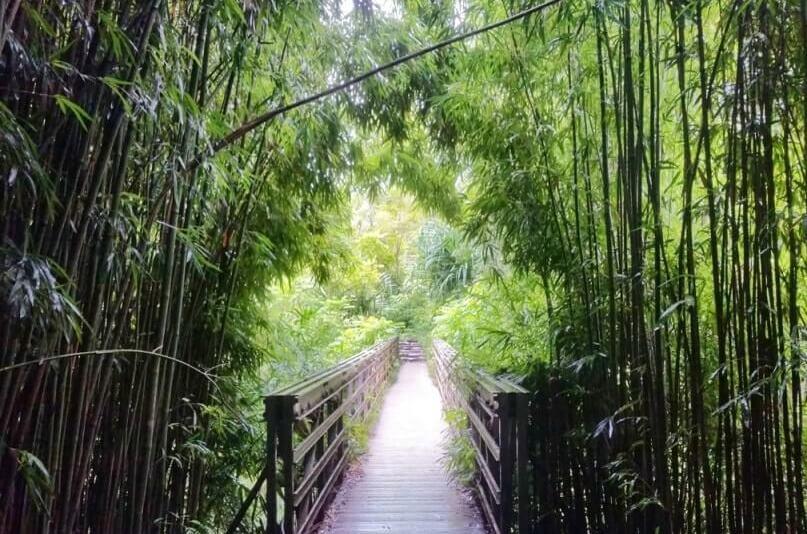 Best hikes in Haleakala National Park. haleakala hiking trails. haleakala kipahulu hiking. pipiwai trail. haleakala bamboo forest hiking. maui hawaii travel blog