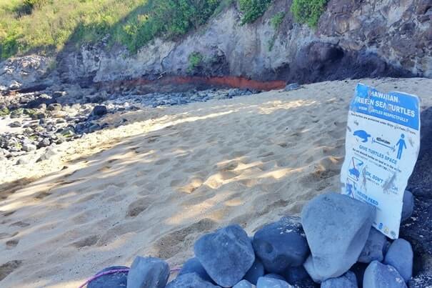 Tips for turtle beach of maui. Hookipa Beach turtles in Maui. where to see turtles in Maui. maui hawaii travel blog