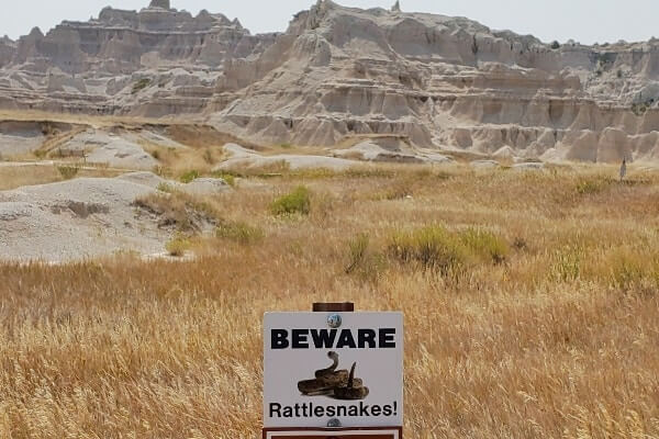 Window Trail rattlesnakes, Badlands National Park. south dakota travel blog