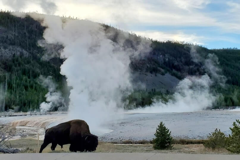 black sand basin bison. black sand basin buffalo in yellowstone national park. Is the Black Sand Basin worth it? where to see buffalo in yellowstone national park. wyoming travel blog