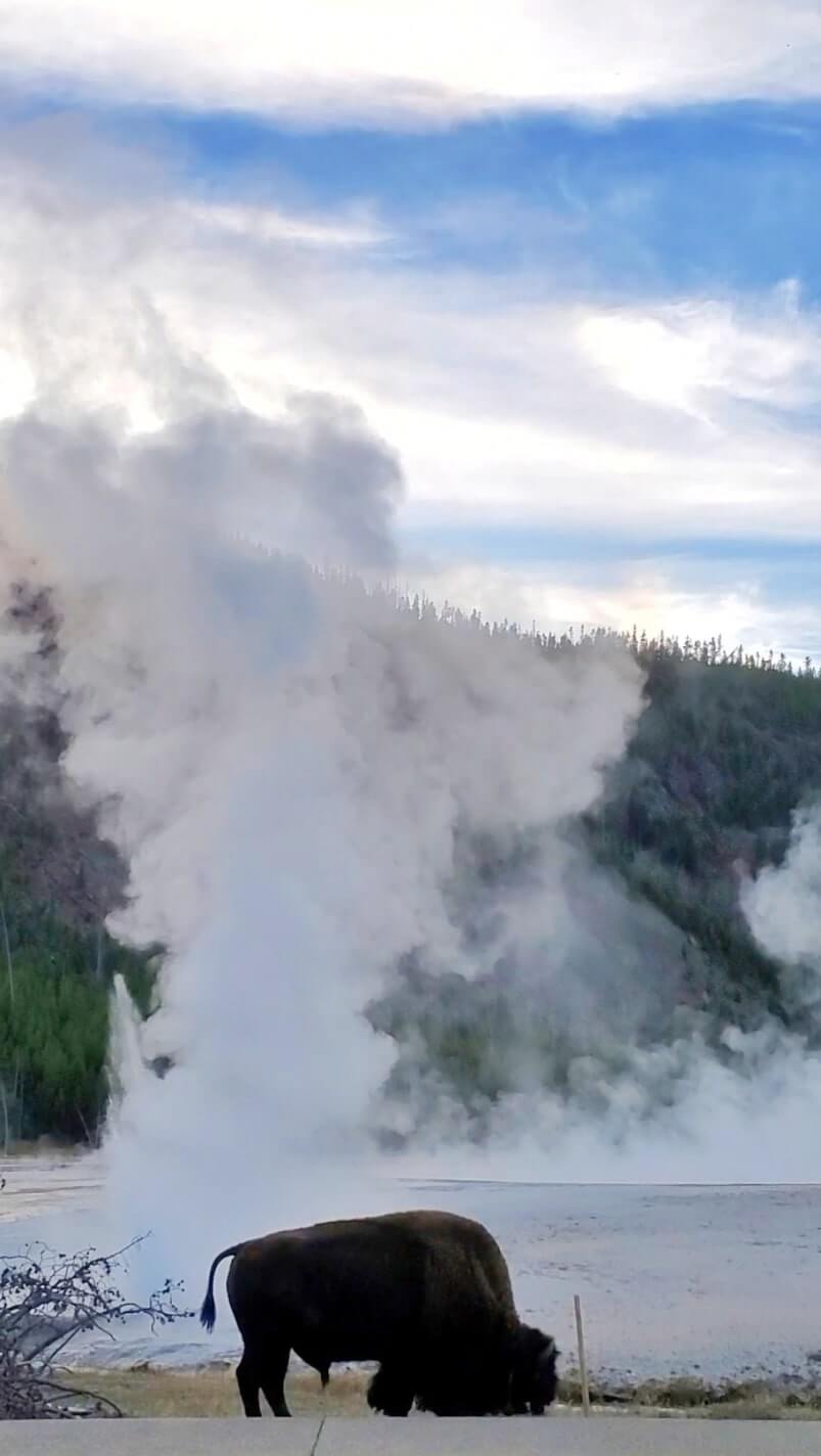 Is the Black Sand Basin worth it? where to see buffalo in yellowstone national park. wyoming travel blog