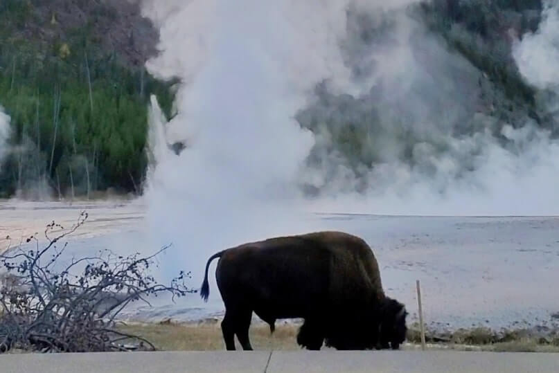 Is the Black Sand Basin worth it? where to see buffalo in yellowstone national park. wyoming travel blog