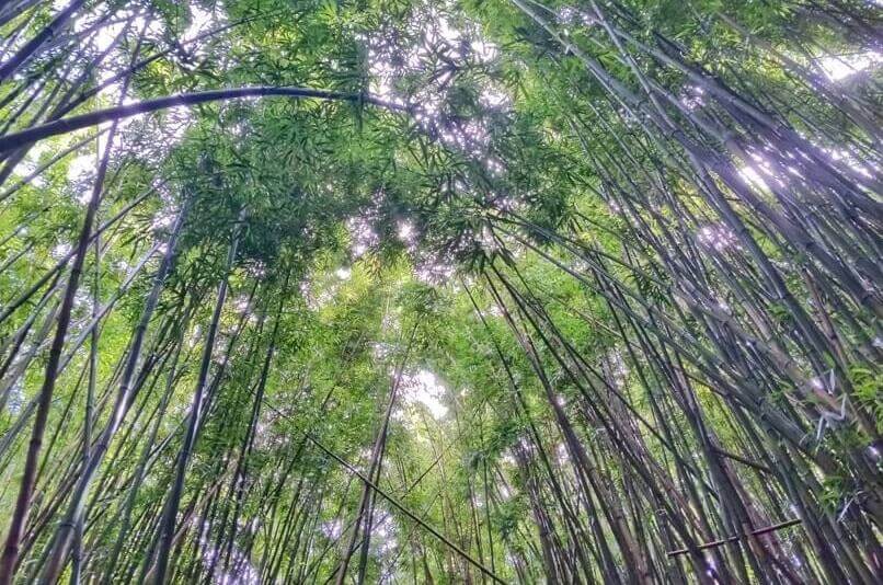 Things to do in Kipahulu Haleakala national park: hiking to kipahulu haleakala bamboo forest. pipiwai trail. maui hawaii travel blog