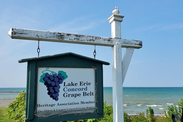 Things to do near Lake Erie: lake erie grapes. lake erie concord grapes in new york. ny travel blog