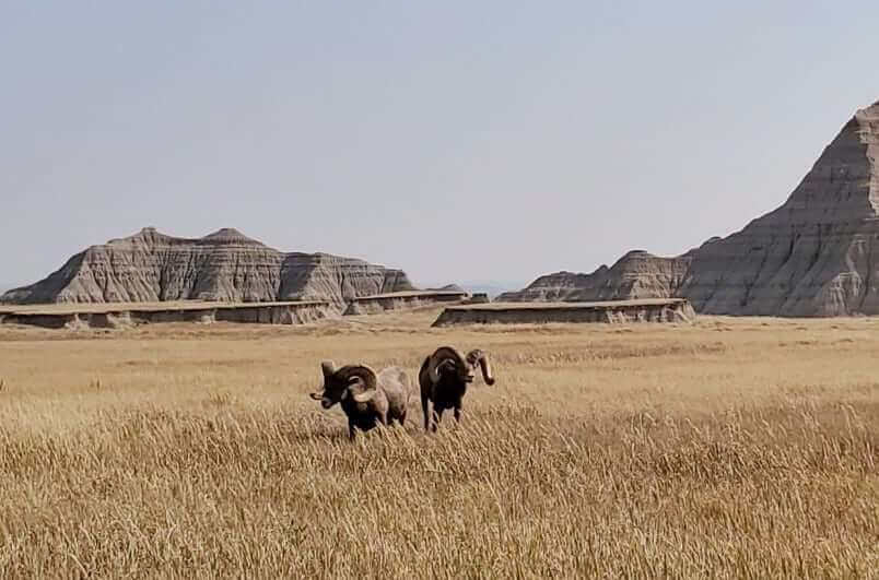 Things to do in Badlands National Park: bighorn sheep in badlands national park. badlands wildlife. south dakota travel blog