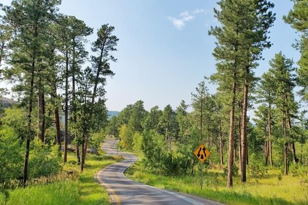 Driving iron mountain road to cc gideon tunnel, black hills national forest. south dakota travel blog