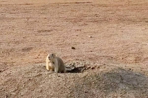 Badlands National Park prairie dog town. Badlands National Park campground with prairie dogs. South Dakota campground with prairie dogs. Sage Creek campground prairie dog town. Camping with prairie dogs in South Dakota. sd travel blog