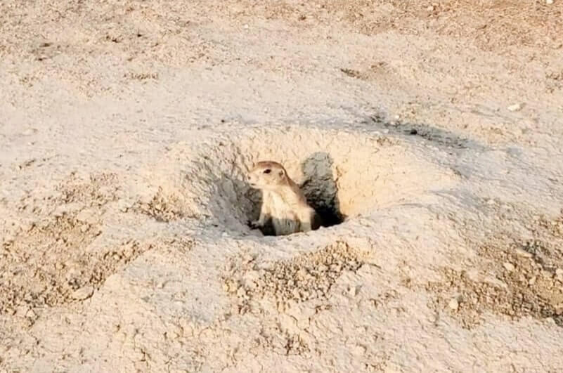 Badlands National Park prairie dog town. Where to see prairie dogs in Badlands National Park while camping. Badlands National Park campground with prairie dogs. South Dakota campground with prairie dogs. Sage Creek campground prairie dog town. Camping with prairie dogs in South Dakota. sd travel blog