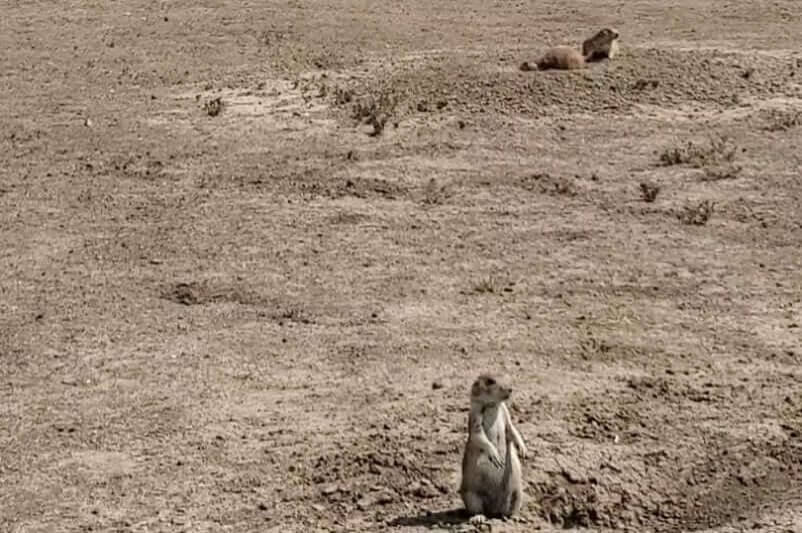 Badlands National Park prairie dog town. Where to see prairie dogs in Badlands National Park while camping. Badlands National Park campground with prairie dogs. South Dakota campground with prairie dogs. Sage Creek campground prairie dog town. Camping with prairie dogs in South Dakota. sd travel blog