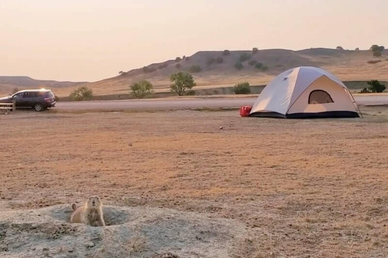 prairie dogs in Badlands National Park campground. Badlands National Park campground with prairie dogs. south dakota travel blog