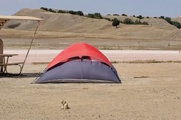 prairie dogs in Badlands National Park campground. Badlands National Park campground with prairie dogs. south dakota travel blog