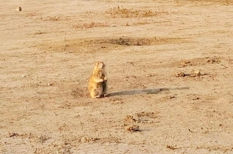 prairie dogs in Badlands National Park campground. Badlands National Park campground with prairie dogs. south dakota travel blog
