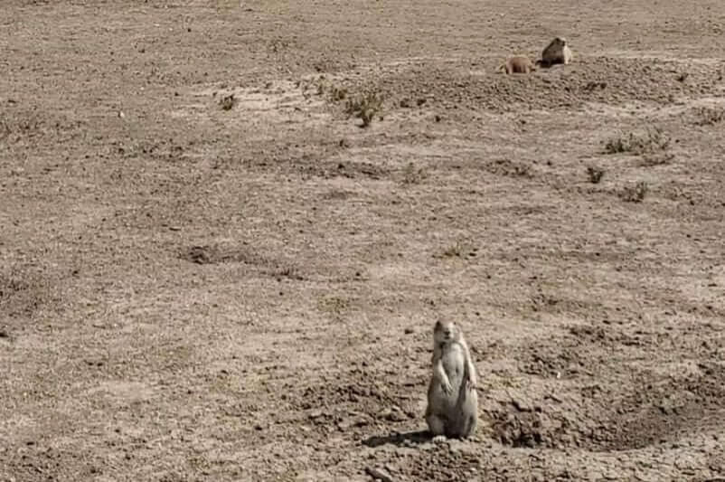 prairie dogs in Badlands National Park campground. Badlands National Park campground with prairie dogs. south dakota travel blog