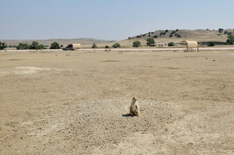 prairie dogs in Badlands National Park campground. Badlands National Park campground with prairie dogs. south dakota travel blog