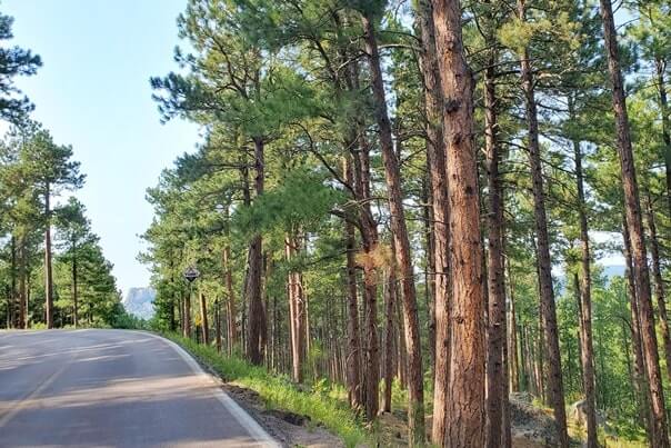 Driving with mount rushmore views on iron mountain road away from scovel johnson tunnel. south dakota travel blog.