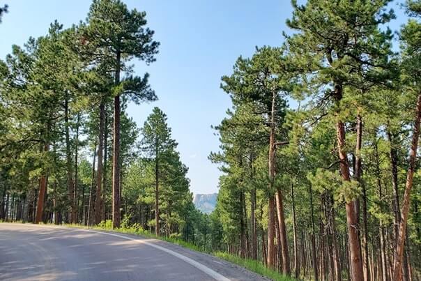 Driving with mount rushmore views on iron mountain road away from scovel johnson tunnel. south dakota travel blog.