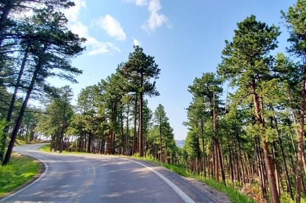 Driving with mount rushmore views on iron mountain road away from scovel johnson tunnel. south dakota travel blog.