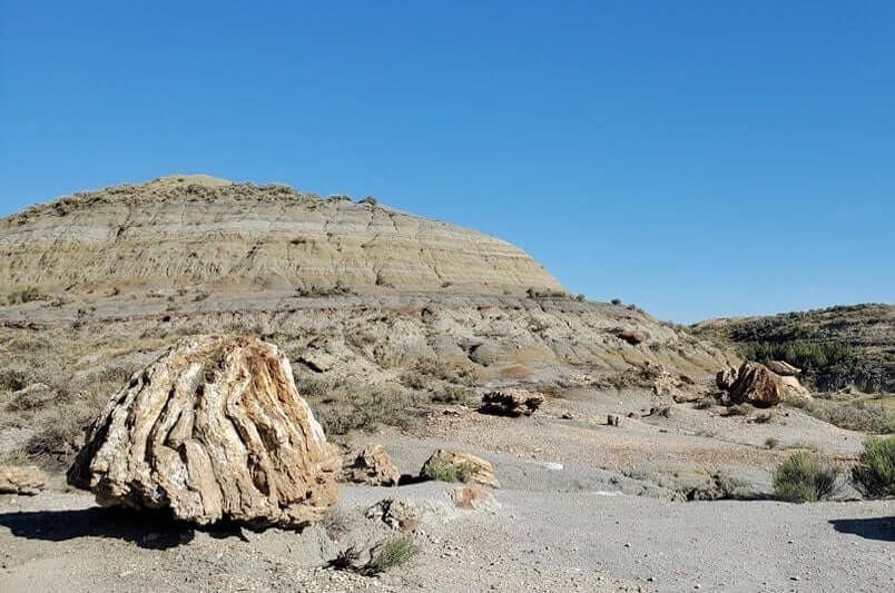 Things to do in Theodore Roosevelt National Park South Unit: petrified forest trail. north dakota travel blog