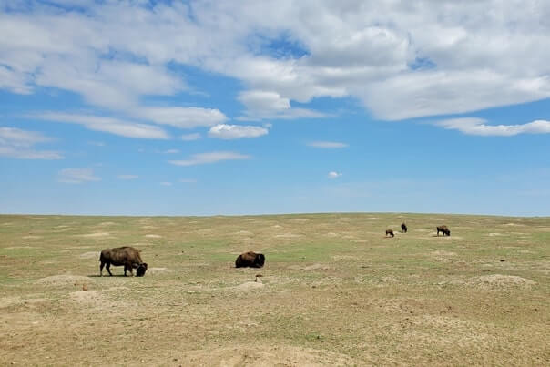 Things to do in Theodore Roosevelt National Park. Where to see buffalo in Theodore Roosevelt National Park wildlife. south unit scenic drive. north dakota travel blog