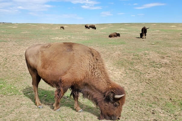 Things to do in Theodore Roosevelt National Park. Where to see buffalo in Theodore Roosevelt National Park wildlife. south unit scenic drive. north dakota travel blog