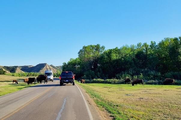 Things to do in Theodore Roosevelt National Park. Where to see buffalo in Theodore Roosevelt National Park wildlife. south unit scenic drive. north dakota travel blog