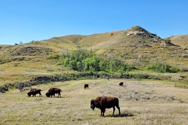 Things to do in Theodore Roosevelt National Park. Where to see buffalo in Theodore Roosevelt National Park wildlife. south unit scenic drive. north dakota travel blog