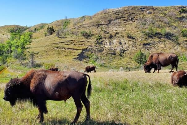 Things to do in Theodore Roosevelt National Park. Where to see buffalo in Theodore Roosevelt National Park wildlife. south unit scenic drive. north dakota travel blog