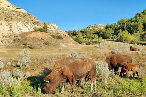Things to do in Theodore Roosevelt National Park. Where to see buffalo in Theodore Roosevelt National Park wildlife. south unit scenic drive. north dakota travel blog