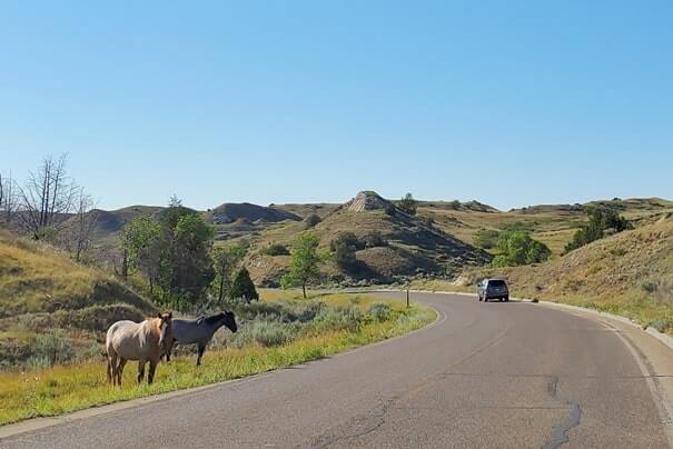 Things to do in Theodore Roosevelt National Park. Where to see horses in Theodore Roosevelt National Park wildlife. south unit scenic drive. north dakota travel blog
