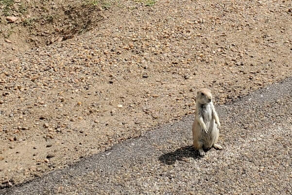 Things to do in Theodore Roosevelt National Park. Where to see prairie dogs in Theodore Roosevelt National Park wildlife. prairie dog town. south unit scenic drive. north dakota travel blog