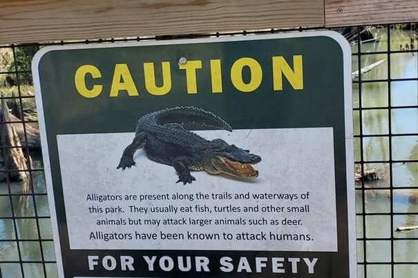florida caverns state park alligators. blue hole spring. florida travel blog