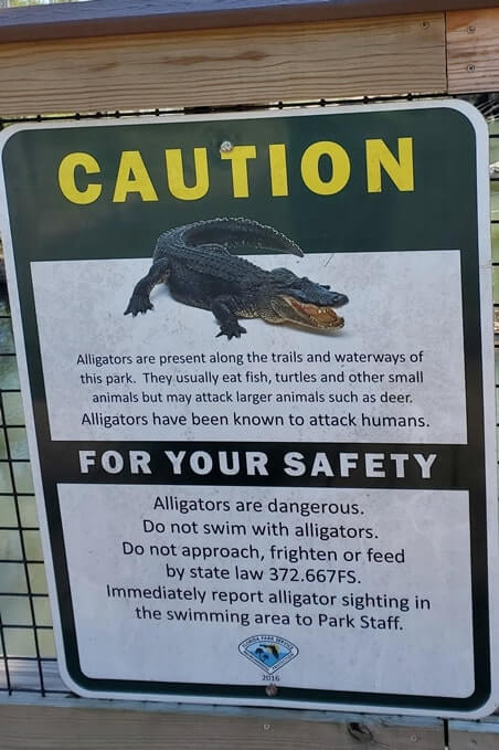 florida caverns state park alligators. blue hole spring. florida travel blog
