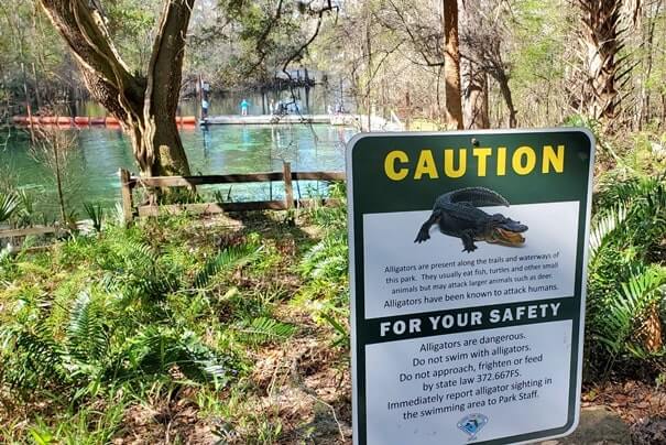 Fanning Springs State Park alligators. florida travel blog