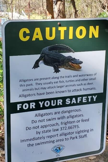 Fanning Springs State Park alligators. florida travel blog