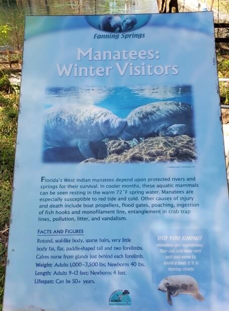Fanning Springs State Park manatees. florida travel blog