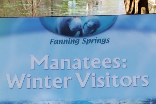 Fanning Springs State Park manatees. florida travel blog